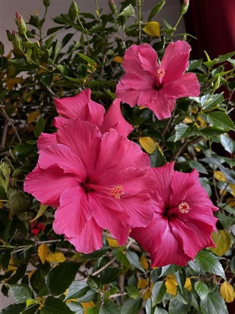 Hibiskus: Bedeutung der Blume » Symbolik